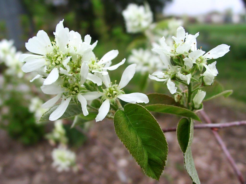 Serviceberry